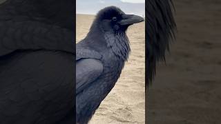 Ravens Ocean Beach #raven #corvid #birds #nature #urbanwildlife  #oceanbeach #sanfrancisco #beach