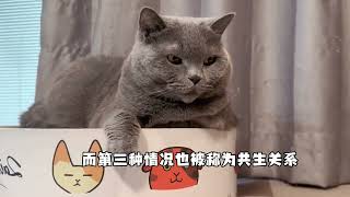 究竟是人类驯化了猫？还是猫把人类给驯化了？