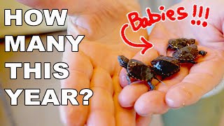 Harvesting and Rescuing Baby Turtles