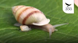 Partula Snail - RZSS Conservation Projects - Great days out for a good cause