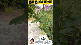 தூதுவளையின் நன்மைகள் | Thuthuvalai Benefits | இன்று ஒரு மூலிகை | Episode - 9