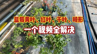 蓝莓黄叶干叶枯叶红叶畸形，一个视频全解决