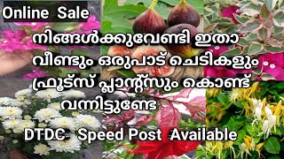 Sale🥰 35 രൂപ  മുതൽ ചെടികൾ വില്പനയ്ക്ക് എല്ലാവർക്കും വാങ്ങാൻ പറ്റുന്ന  വിലയിൽ 😍😍😍