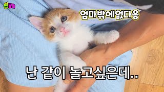 형들과 같이 놀고싶어하는 새끼고양이 그걸 늘 곁에서  지켜보고있던 강아지의반응은