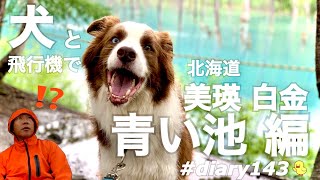 白金青い池編 ～犬と北海道の旅～