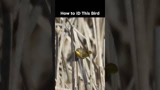 Common Yellowthroat identification example