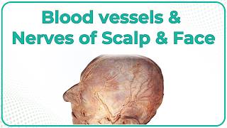 Blood Vessels & Nerves of the Scalp and Face (Cadaveric Anatomy) | USMLE Step 1 |