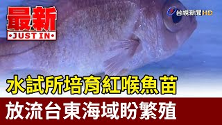 水試所培育紅喉魚苗 放流台東海域盼繁殖【最新快訊】