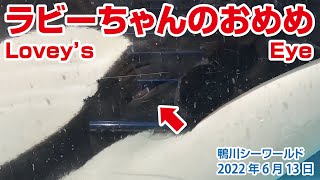 ラビーちゃんのおめめ、つぶらで可愛い瞳です【2022年6月13日】Orcas at Kamogawa Sea World in Japan