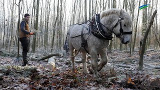 Wenn Pferde im Wald arbeiten - Holzrücker unterwegs im Friedeburger Wald