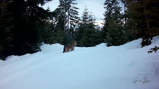 Wulf in in Rugova Mountains Kosova - Trap Camera