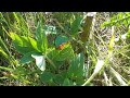 Growing Trees from Cuttings