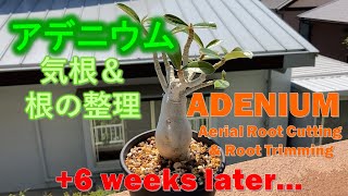 アデニウム　気根＆根の整理　それから1.5か月後…　Japanese Adenium Aerial Root Cutting \u0026 Root Trimming and 6 weeks later....