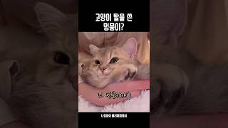 강아지같은 내 고양이🫠💖