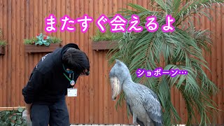 ハシビロコウのふたば、大好きなお兄さんとしばしのお別れ!Futaba New Year Special Event The last day☆　Shoebill FUTABA 2020_20