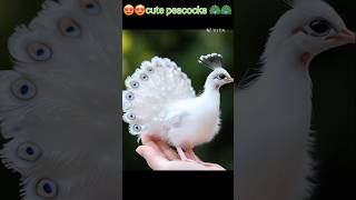 😍😍 cute peacocks 🦚🦚