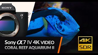 Sony Alpha 7 IV 4K VIDEO | Coral Reef Aquarium II