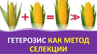 9. Гетерозис как метод селекции