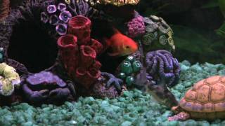 Selecting and caring for pet fish