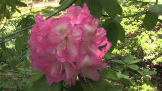 Rhododendron.The Bayard Cutting Arboretum State Park