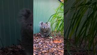 മനുഷ്യന്റെ Fingerprint 100% സാമ്യമുള്ള ഒരു മൃഗം#australia #animals