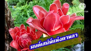 การขยายพันธุ์ดาหลา|สไตล์ป๋าหนวด