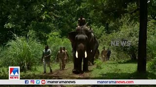 കൂട്ടിലായ കടുവക്കുട്ടിക്ക് കാവൽ അമ്മക്കടുവ, തുറന്നുവിടും; കുങ്കിയാനകളെത്തി