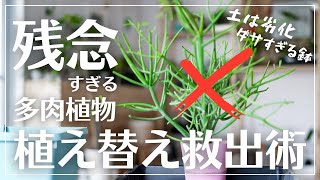 【放置された多肉植物】植え替えして救出します#観葉植物#多肉植物