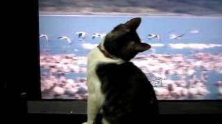 フラミンゴの映像に夢中！＊The cat watches a flock of flamingos