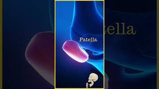 study songs!!BONE NAME WITH SONG!#bonus #song #physiotherapy #anatomy #medical #shortsvideo #physio