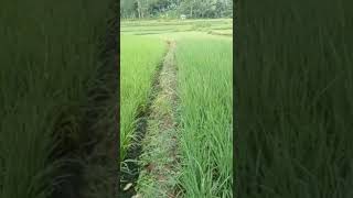 Mxtube Net Gay Indonesia Viral Julian Mp4 3gp Video Mp3