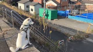 今日のキナコ-20250114　　雑種犬（ミックス）　白犬　保護犬