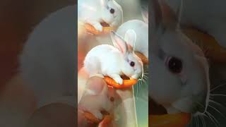 Funny rabbit #amazing #rabbit #funnyshorts #reels #fyp