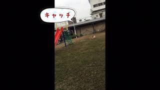 フリスビーの練習とボール遊び #12匹のパピヨン多頭飼い