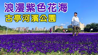 【阿得帶你去】古亭河濱公園，超浪漫紫色花海!