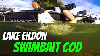 Lake Eildon Swimbait Murray Cod