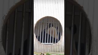 11.26奶妈内舍温情投喂福宝吃苹果 #大熊猫 #大熊猫福宝 #大熊貓 #panda