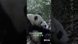 熊猫奇遇记｜独家重磅！难得一见野生大熊猫雪地带崽首次公开！太珍贵了！#shorts