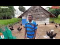 7வயது சிறுவன் தாத்தாவின் சிறியகோழி பண்ணை mini poultry farm