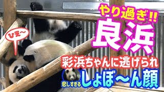 やり過ぎ良浜🐼🌹お母さん❗彩浜🐼🌈ちゃんに逃げられ茫然…😱悲しすぎる💔 ジャイアントパンダ アドベンチャーワールド ぱんだふる動画 AnimalVideo Giantpanda