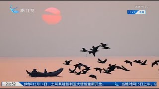 【兩岸】打卡兩岸│黃金觀鳥季 紅胸秋沙鴨「做客」廈門