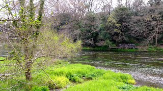 [4K] 柿田川公園・絶景と癒しのスポットに春の訪れ2021