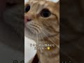 ちゃちゃまるは背中に乗るのが大好きなんだよ🐱☺️ 猫　 ねこ　 ネコ　 ふわもこ部　 ねこすたぐらむ　 ねこ好き ねこのいる生活 shorts