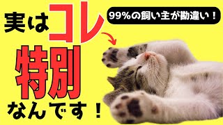 【要チェックの特徴8選】愛されてる猫さんはいつまでも元気です！