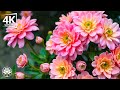 Paradise of Flowers 4K - Gently Flowing Music with Stunning Flowers