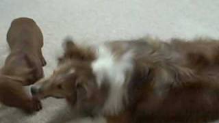 Sheltie plays