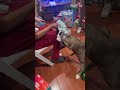 pitbull s delightful present unwrapping wraps the whole room in happiness wooglobe