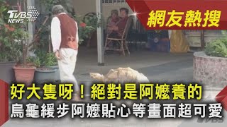 好大隻呀! 絕對是阿嬤養的 烏龜緩步阿嬤貼心等畫面超可愛｜TVBS新聞｜網友熱搜