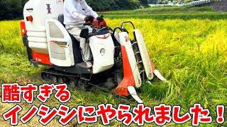 Kubota ER215クボタの2条15馬力コンバインで刈り取りSTAR🏃