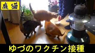 【庭猫】ゆづのワクチン接種